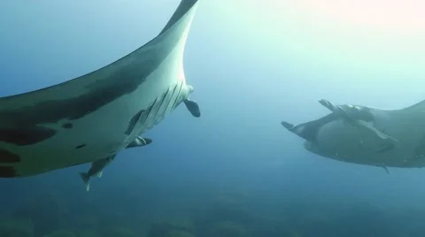 Two manta rays almost crashed with each other at Socorro Islands Stock Footage