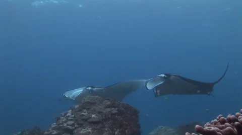 Two Manta Rays Cleaning Video stock 52823794