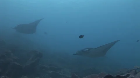 Two Manta Rays at a Cleaning Station Video stock 56006245