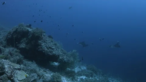 Two Manta Rays on a cleaning station 4k Stock Footage 118494532