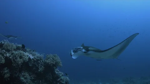 Two Manta Rays on a cleaning station 4k Stock Footage 118495515