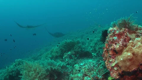 Two Manta rays on a coral reef Stock Footage 69789209