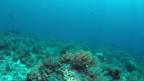 Two Manta rays on a coral reef Stock Footage 69793061