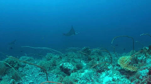 Two Manta rays on a coral reef 4k Stock Footage 70536392