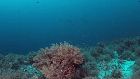 Two Manta rays on a coral reef 4k Stock Footage 70539682