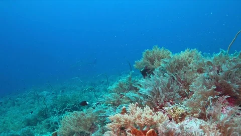 Two Manta rays on a coral reef 4k Stock Footage 72710342