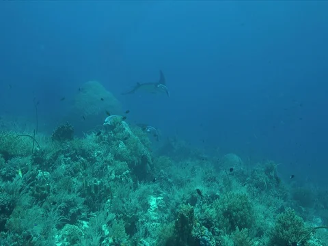 Two Manta rays on a coral reef Stock Footage 78258362