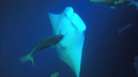 Two Manta Rays feeding and doing multiple barrel rolls Stock-Footage 152911243