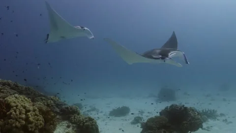 Two manta rays fly over the seafloor, passing coral outcrops Stock Footage 295906655