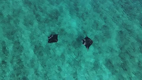 Two Manta Rays Gliding in the Ocean Aerial View Stock Footage 279918663