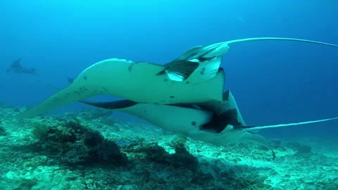 Two Manta Rays Gracefully Swimming at Manta Point, Labuan Bajo 스톡 동영상 228919667