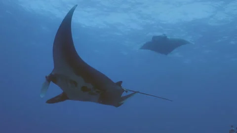 Two Manta Rays in open Sea, Pacific Ocean Stock Footage 167685546