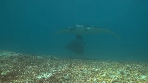 Two Manta Rays pass with giant trevally hiding underneath Video stock 72132648