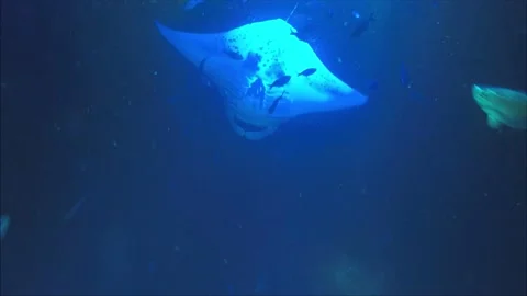 Two Manta Rays playing and doing multiple barrel rolls Video stock 152911068
