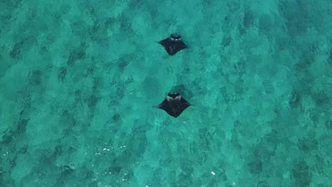 Two Manta Rays in Shallow Waters - Drone Footage Stock Footage 279918587