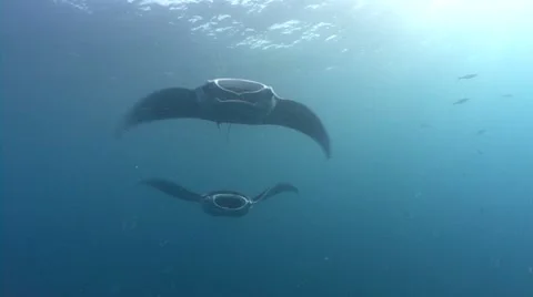 Two Manta Rays swim towards camera Stock Footage