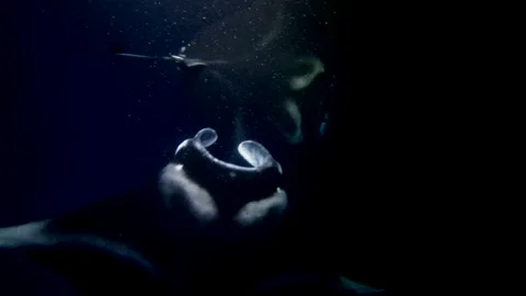 Two manta rays swimming and rolling at night 스톡 동영상 148408199