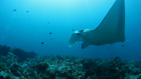Two Manta Rays Swimming Boldly in the Maldives Sea Stock Footage 327393885