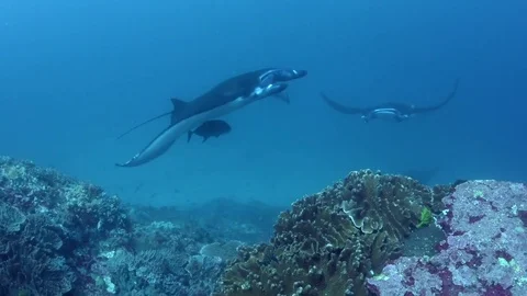 Two Manta Rays Swimming Stock Footage 79947666