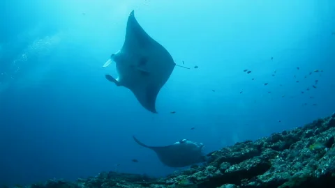 Two Manta Rays Swimming Gracefully in the Maldives Sea Stock-Footage 327392723