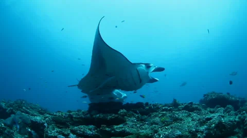 Two Manta Rays Swimming Gracefully in the Maldives Sea Stock-Footage 327392769