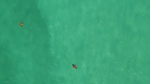 Two Manta Rays Swimming Near the Shore of Los Cabos, Mexico Vídeos de archivo 278998983