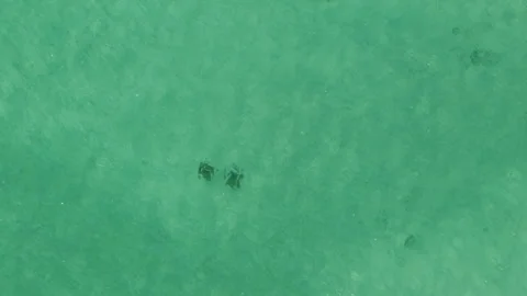 Two Manta Rays Swimming Near the Shore of Los Cabos, Mexico Vídeos de archivo 279000180