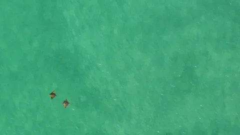 Two Manta Rays Swimming Near the Shore of Los Cabos, Mexico Vídeos de archivo 279018988