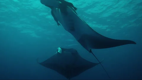 Two manta rays swimming together in the ocean Stock-Footage 334980370