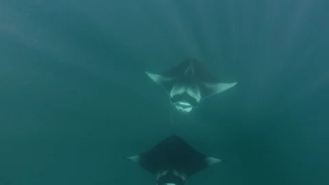 Two manta rays swimming underwater Stock-Footage 116442885