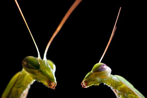 Two mantis looking fixedly at the camera Stock Photos