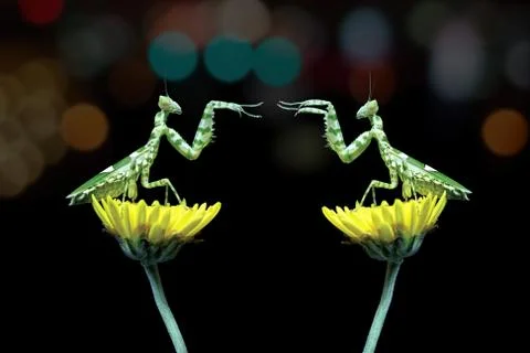 Two mantis sitting on flowers fighting Stock Photos