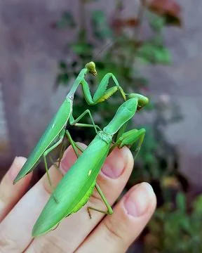 Two mantises on hand 스톡 사진