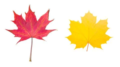Two maple colored leaves. isolated on white Foto stock