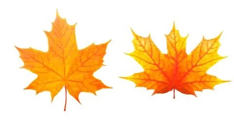 Two maple colored leaves. isolated on white Stock Photos