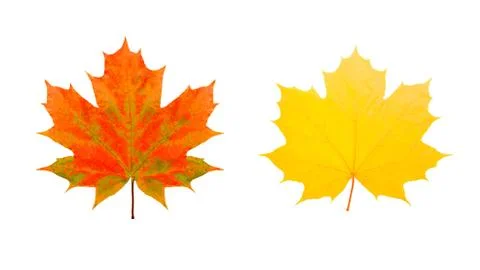Two maple colored leaves. isolated on white Foto stock