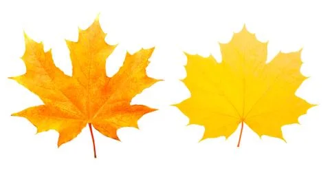 Two maple colored leaves. isolated on white Foto stock