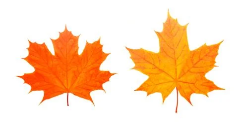 Two maple colored leaves. isolated on white Stock Photos