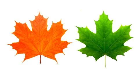 Two maple colored leaves. isolated on white Stock Photos