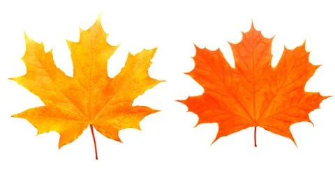 Two maple colored leaves. isolated on white Foto stock