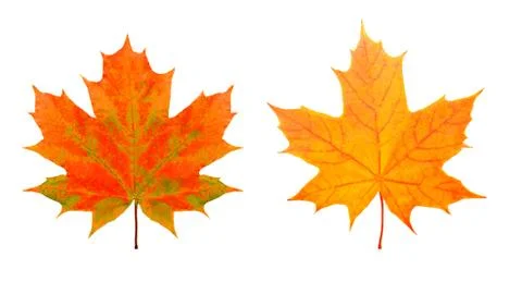 Two maple colored leaves. isolated on white Foto stock