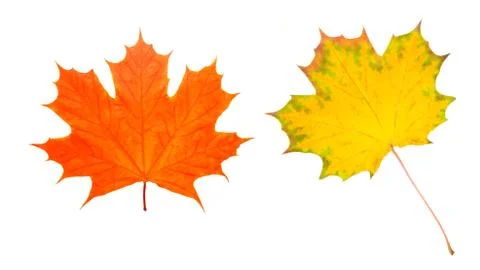 Two maple colored leaves. isolated on white Foto stock
