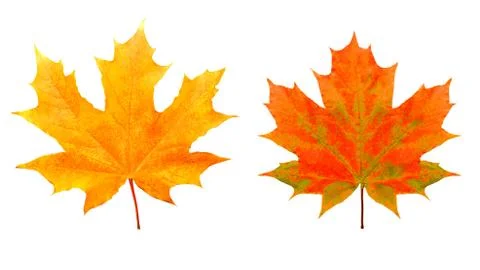 Two maple colored leaves. isolated on white Stock Photos