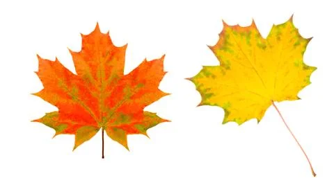 Two maple colored leaves. isolated on white Stock Photos