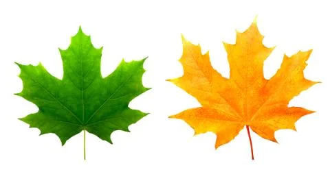 Two maple colored leaves. isolated on white Foto stock