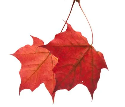 Two maple leaf, focus on a back leaf Stock Photos