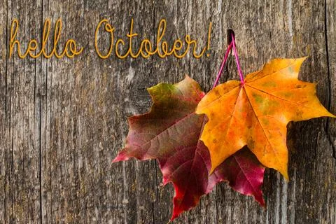 Two maple leaf hanging from the top, flat lay Stock Photos