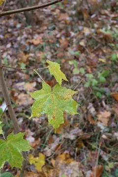 Two maple leaves changing color on branch in autumn forest Stock Photos
