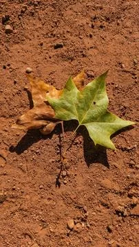 Two maple leaves during autumn in Stromovka Park. Vertical mobile photo Stock Photos
