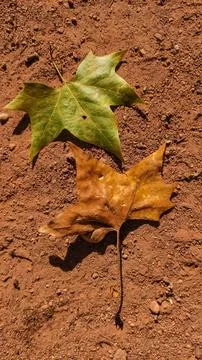 Two maple leaves during autumn in Stromovka Park. Vertical mobile photo Stock Photos